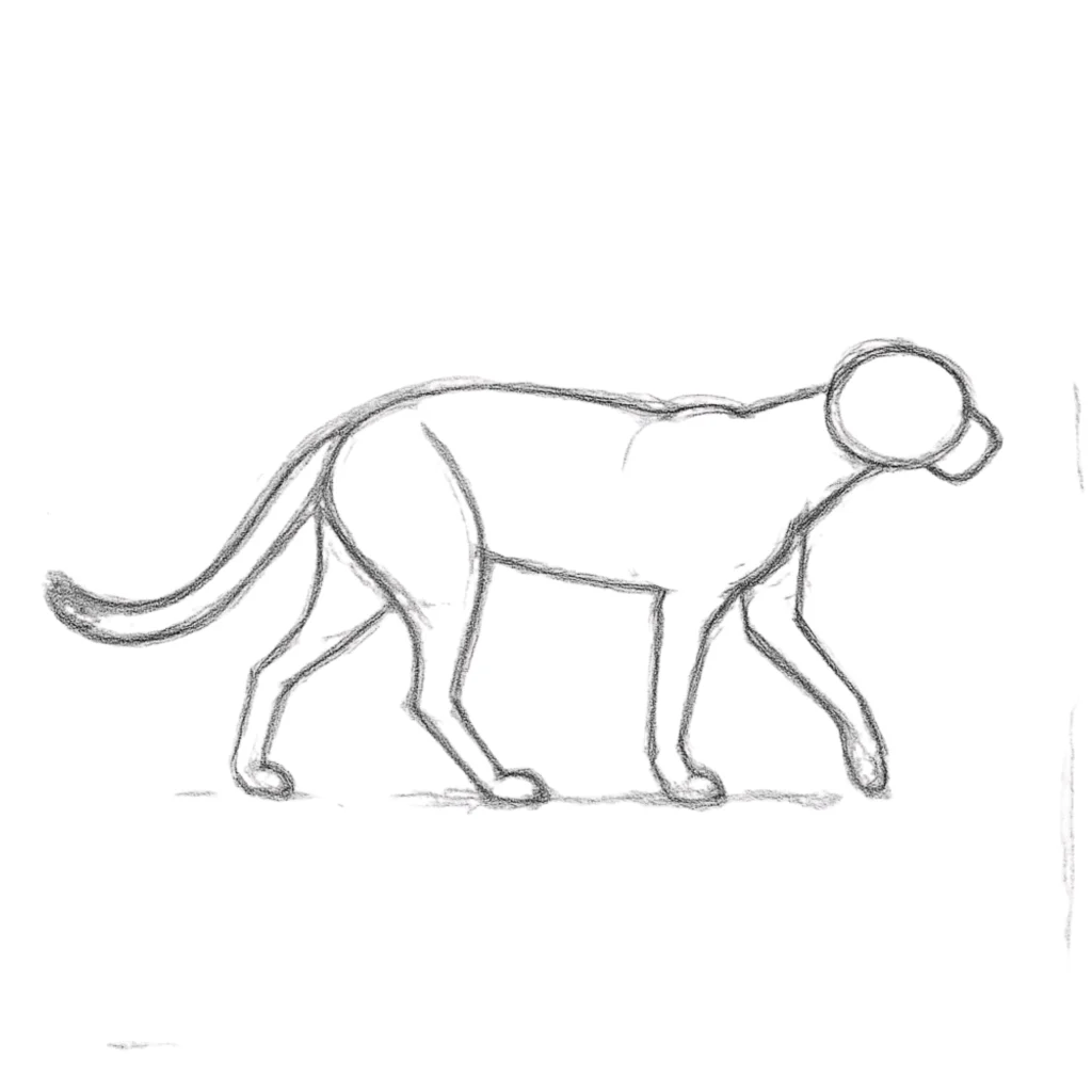 Step 5 Draw Tail